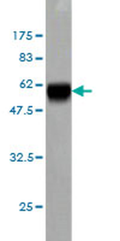 MEOX2 monoclonal antibody (M03), clone 6A5