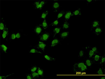 MEOX2 monoclonal antibody (M03), clone 6A5