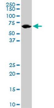 LMNB1 monoclonal antibody (M01), clone 4B10