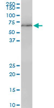 LMNB1 monoclonal antibody (M01), clone 4B10