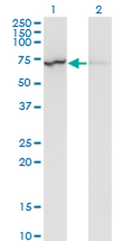 LMNB1 monoclonal antibody (M01), clone 4B10