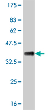 ID3 monoclonal antibody (M02), clone 3E10