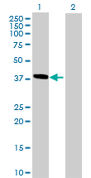 HMBS purified MaxPab rabbit polyclonal antibody (D01P)