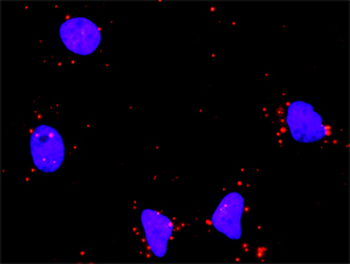 HDAC1 monoclonal antibody (M14), clone 5C11