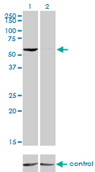 GTF2H1 monoclonal antibody (M01), clone 1F12-1B5