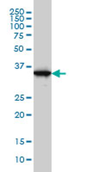 GAPDH monoclonal antibody (M01), clone 3C2