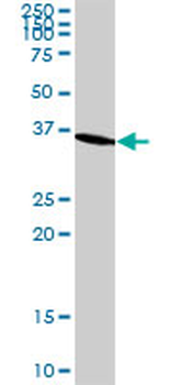 GAPDH monoclonal antibody (M01), clone 3C2