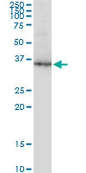 GAPDH monoclonal antibody (M01), clone 3C2