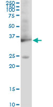 GAPDH monoclonal antibody (M01), clone 3C2