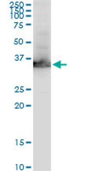 GAPDH monoclonal antibody (M01), clone 3C2