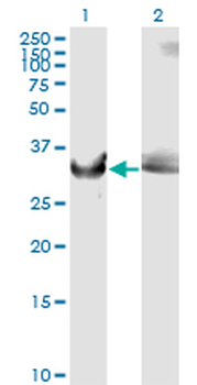 GAPDH monoclonal antibody (M01), clone 3C2