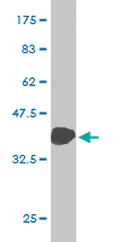 GAPDH monoclonal antibody (M01), clone 3C2