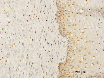 FKBP4 monoclonal antibody (M01), clone 5C11