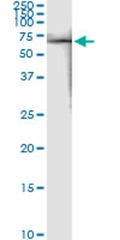 FKBP4 monoclonal antibody (M01), clone 5C11