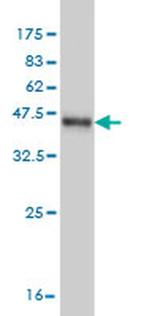 FKBP4 monoclonal antibody (M01), clone 5C11