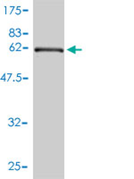 EEF1G monoclonal antibody (M01), clone 3F11-1A10