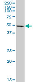 EEF1G monoclonal antibody (M01), clone 3F11-1A10