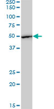 EEF1G monoclonal antibody (M01), clone 3F11-1A10