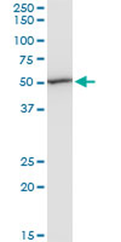 EEF1G monoclonal antibody (M01), clone 3F11-1A10