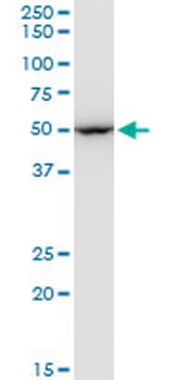 EEF1G monoclonal antibody (M01), clone 3F11-1A10