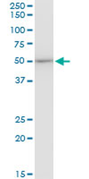 EEF1G monoclonal antibody (M01), clone 3F11-1A10