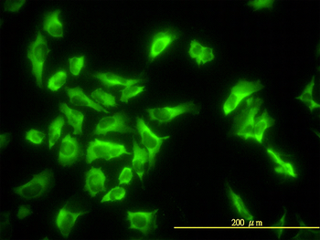 EEF1G monoclonal antibody (M01), clone 3F11-1A10