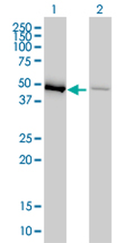 EEF1G monoclonal antibody (M01), clone 3F11-1A10