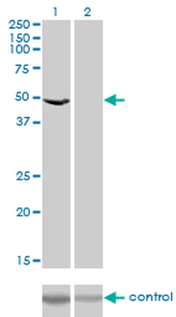 EEF1G monoclonal antibody (M01), clone 3F11-1A10