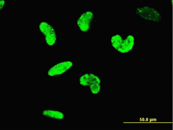 ARID3A monoclonal antibody (M01), clone 1A11