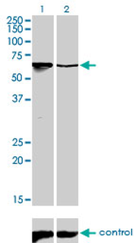 ARID3A monoclonal antibody (M01), clone 1A11