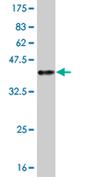 ARID3A monoclonal antibody (M01), clone 1A11