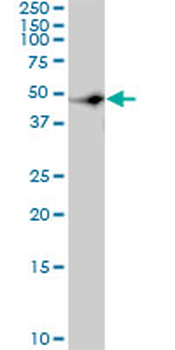 CSK monoclonal antibody (M01), clone 3A3