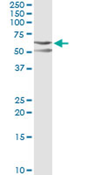 CSK monoclonal antibody (M01), clone 3A3