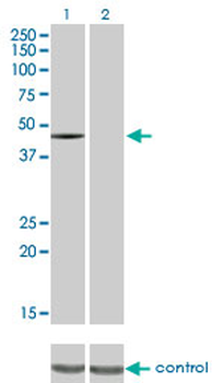 CSK monoclonal antibody (M01), clone 3A3