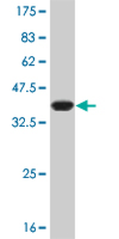 CSK monoclonal antibody (M01), clone 3A3