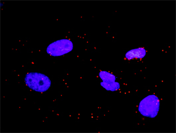 CRKL monoclonal antibody (M03), clone 4B5