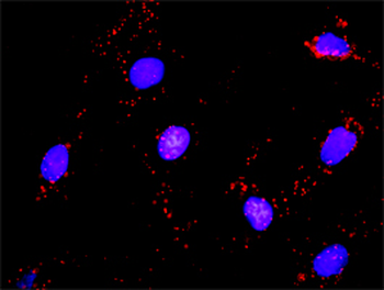 CRKL monoclonal antibody (M03), clone 4B5