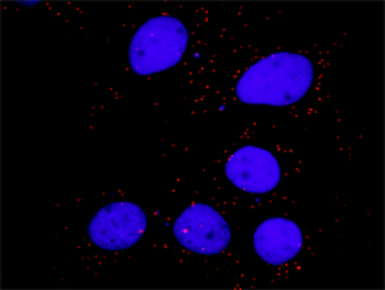 CRKL monoclonal antibody (M03), clone 4B5