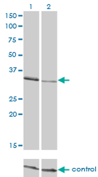 CRKL monoclonal antibody (M03), clone 4B5