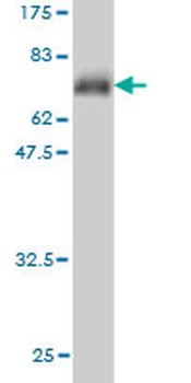 CLCN2 monoclonal antibody (M01), clone 3E1