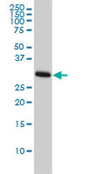 CDC2 monoclonal antibody (M01), clone 1A4-1A9