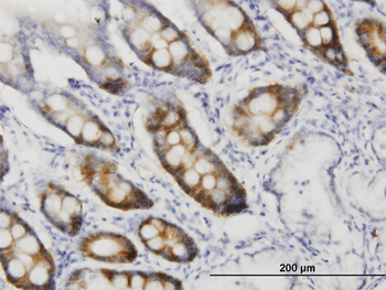 CDC2 monoclonal antibody (M01), clone 1A4-1A9