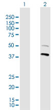 CDC2 monoclonal antibody (M01), clone 1A4-1A9