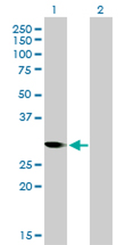 CDC2 monoclonal antibody (M01), clone 1A4-1A9