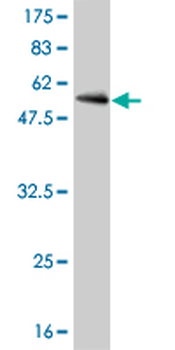 CDC2 monoclonal antibody (M01), clone 1A4-1A9