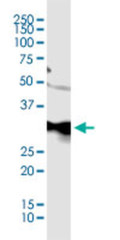 CDC2 monoclonal antibody (M01), clone 1A4-1A9