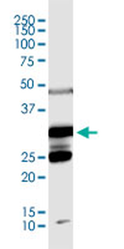 CDC2 monoclonal antibody (M01), clone 1A4-1A9