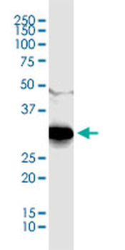 CDC2 monoclonal antibody (M01), clone 1A4-1A9