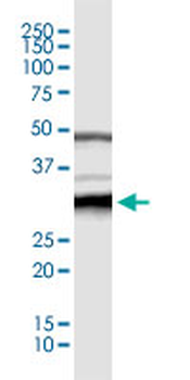 CDC2 monoclonal antibody (M01), clone 1A4-1A9