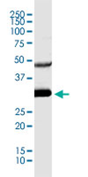 CDC2 monoclonal antibody (M01), clone 1A4-1A9